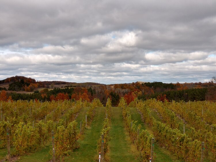 amoritas vineyards leland 2