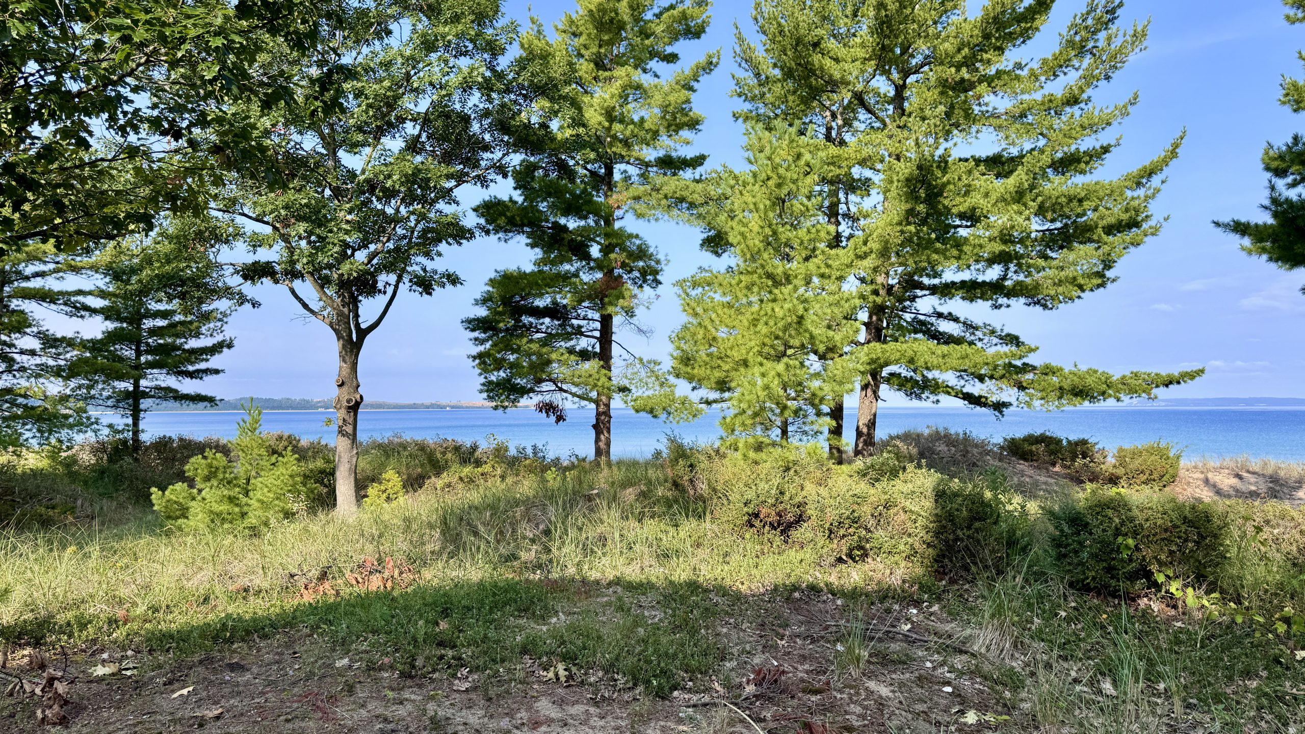Tall pines and dune grass with a view of Lake Michigan beyond near Glen Arbor