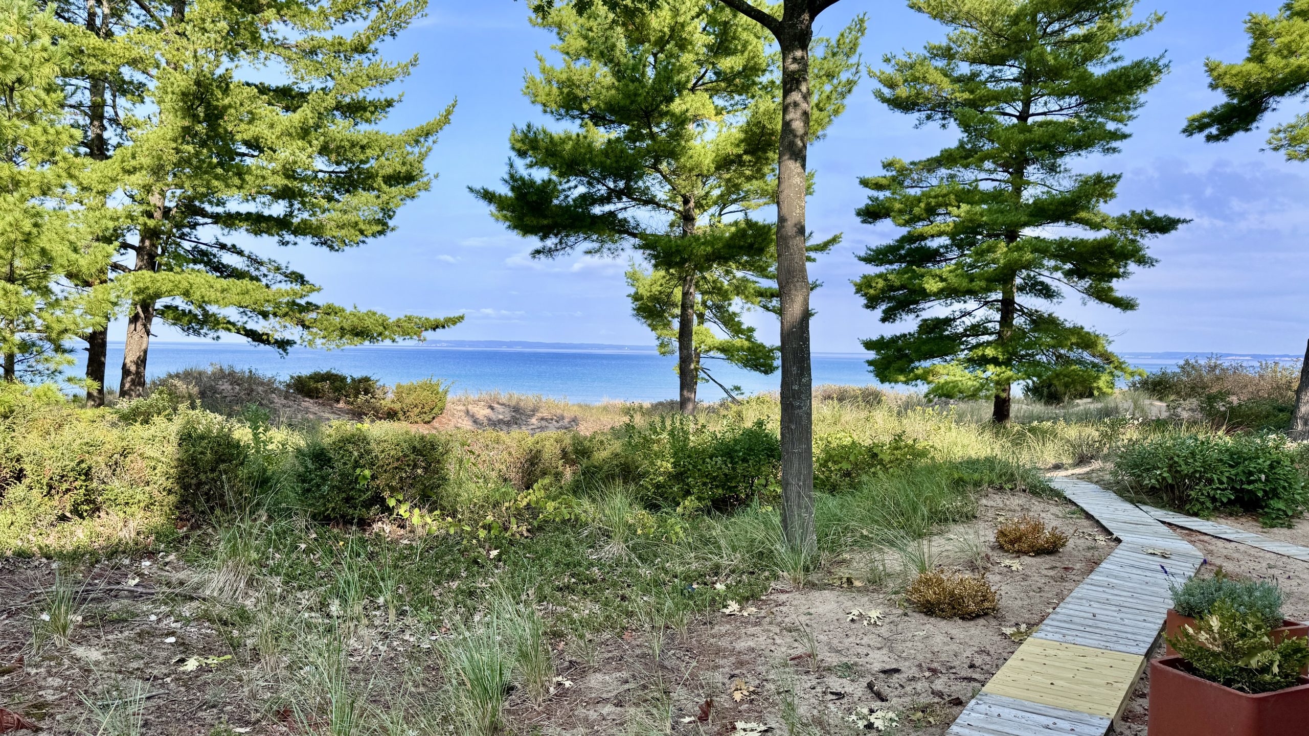 Pines and grassy dune beside a walkway edge with the lake in the distance near Glen Arbor
